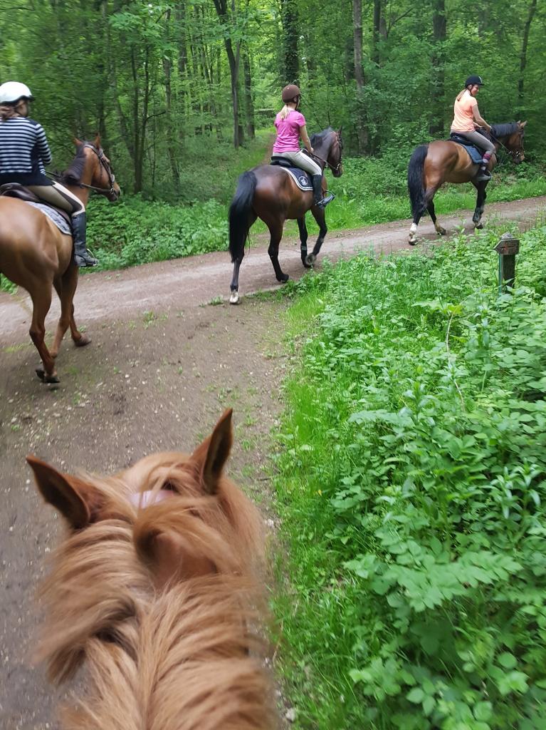 Ballade en forêt